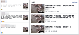 國民黨臉書發豬吃瘦肉精顫抖影片  防檢局:假消息送辦