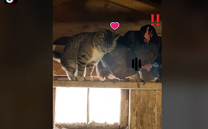 (影)貓闖雞舍站樑柱對牠「撒嬌饋燒」 網笑:湊什麼熱鬧啦!