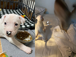 (影)狗狗們床上蹦跳玩耍 萌憨奶汪動作「慢半拍」:偶跟不上~