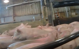 藍營硬指豬顫抖因為吃萊劑!網譏:國民黨英文不好