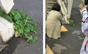 柏油路驚現「頑強蘿蔔」!爆紅後被拔 網嘆:逆天難改命