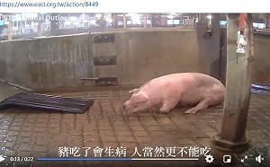 美動保團體：曾告知國民黨 抽搐豬隻影片與瘦肉精無關