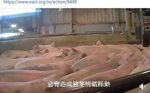 豬吃瘦肉精抽搐?美動保團體打臉國民黨 綠委:被捉包造假還硬拗