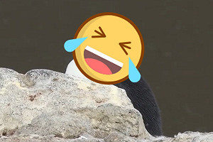 (影)小企鵝頭戴「棕色毛帽」 擠肥嘟嘟下巴看鏡頭:偶時尚嗎?