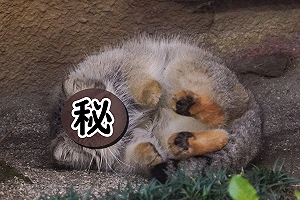 (影)動物園出現一坨圓滾滾「謎樣胖球」 他:有出抱枕一定買