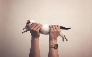 奴才花199天記錄貓咪的「拉長照」 網讚:超棒的演變史!