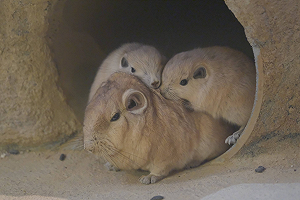 (影)梳齒鼠寶寶不斷纏著爸「邀玩 」　鼠爸面露無奈：心好累