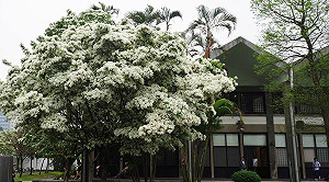 台大一連3起憾事 學生會:今晚舉行燭光晚會 溫暖校園中的彼此