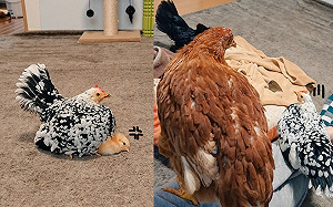 小雞總被母雞「欺負」　100天後牠風暴式成長：來輸贏阿！