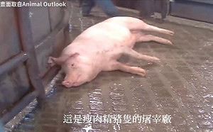 堅持不下架屠宰場影片!蘇貞昌:國民黨不該讓人民不安