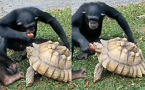 你一口我一口！黑猩猩吃完餵烏龜：「來！一起吃啦！」