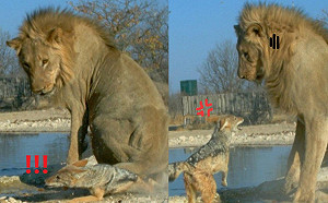 胡狼被路過獅子當「座椅」 森七七回嗆:當我塑膠逆?