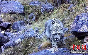 (影)四川神山驚見「雪豹」! 手機綁樹上成功捕捉珍貴畫面