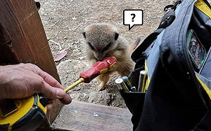 水電工到動物園工作　遇狐獴好奇「檢查」：我來幫忙！