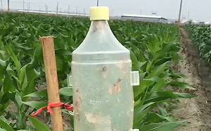 危害農地逾1.8萬公頃！藥毒所：色誘秋行雄蟲可成功阻絕蟲害