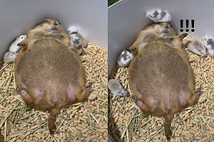 土撥鼠翻肚仰睡　被同伴無情「踏過」一臉呆萌：發生何事？