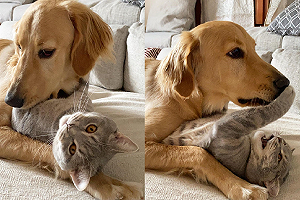 (影)小灰貓大黃狗「相愛相殺」抱完就張嘴猛咬　網笑：歡喜冤家！