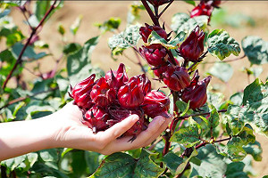 真人版開心農場！桃園11個休閒農業區讓你一天玩遍