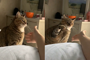 (影)主人伸手討擊掌　貓貓「超不情願」奮力一擊：給你阿！