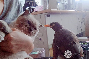 (影)主人抱貓「八哥」竟吃醋狂啄　她嘆：我家八哥怎麼那麼凶