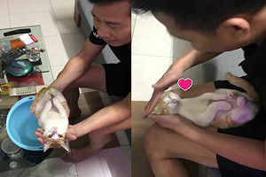 (影)準阿公以貓咪示範幫嬰兒洗澡　主子超配合網驚：是工讀生！