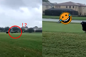 (影)美國湖邊驚現「巨大水怪」趴趴造！網嚇：恐龍活起來了？