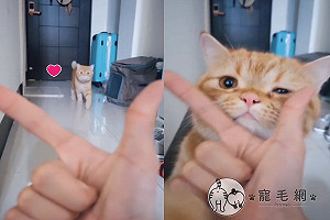 (影)橘貓愛饋頭還會拉手喬角度　網羨：都是別人家的貓！