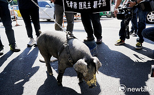 秋鬥記者會台灣黑豬淒厲哀號 吳思瑤痛批： 別拿虐待動物當梗！