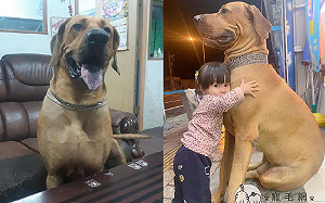 (影)萌妹摟抱巨大高山犬　「汪汪歐爸」帥氣挺直：我罩的！