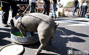秋鬥記者會台灣黑豬淒厲哀嚎  動社：北市動保處應依法偵辦