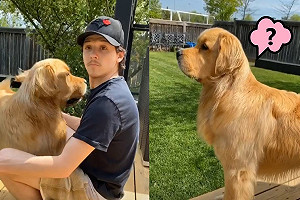 (影)主人惡整金金　突然轉頭牠「秒同步」一臉問號：什麼事？