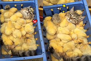 (影)毛茸茸天國！貓貓翻肚爽躺「小雞被單」　網喊：太可愛了～