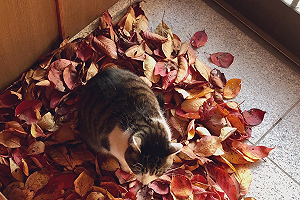 秋冬落葉堆一地　驚見一團「毛茸茸生物」坐著不走