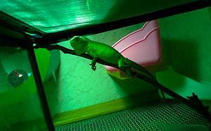 你家有「酷斯拉」嗎？飼養綠鬣蜥未登記 最高可罰5萬元