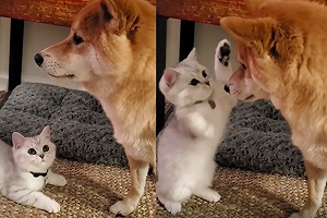 小萌貓使出「喵掌連環擊」 柴柴驚：「說好不打臉的！」