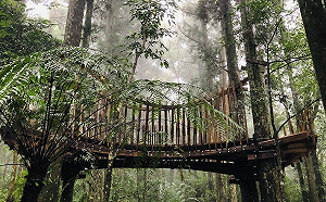 來去東眼山踏青！享受不一樣的森林療癒