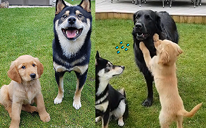 (影)三汪坐下領零食　頑皮小奶汪「按捺不住」破壞隊形：起來嗨！