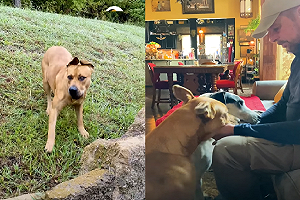 (影)花了一年！膽小浪浪終於「放下戒心」：可以一起回家了～