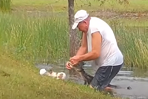 (影)愛犬被鱷魚咬住！主人大爆青筋掰開鱷魚嘴：放開我的狗！