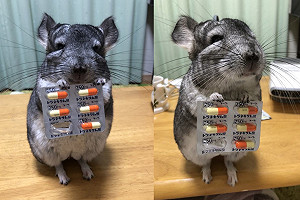 (影)主人生病龍貓「小手拿膠囊」 貼心提醒：要吃藥喔！