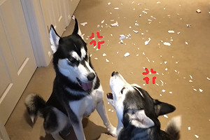 (影)撕碎信件被抓包　二哈「印翠印幾」互推責任：都你啦！