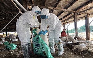 嘉縣肉鵝染禽流感  撲殺918隻