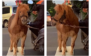 超狂主人騎車蹓馬　路人全震驚