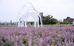 桃園仙草花節11/28登場 5.8公頃花田打造紫色仙境