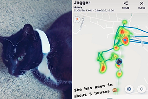 主人放「追蹤器」　貓貓一日行蹤全暴露：原來牠還有五個窩！