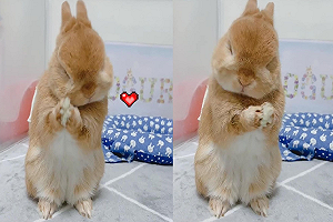 (影)毛茸茸「黑糖麻糬」！萌兔療癒搓臉臉　網：跟卡通一模一樣！