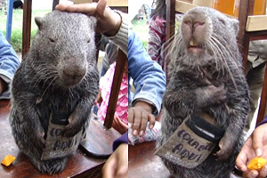 (影)長尾豚鼠搭手手討零食　抓癢秒露「大叔憨樣」網：工讀生？