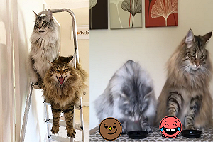 (影)兩隻貓貓「狂按服務鈴」左右輪流無空閒：服務生！快點～