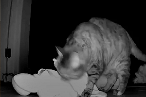 (影)貓貓「禮物送上癮」　主人每天開房門：哇！又是新的驚喜！