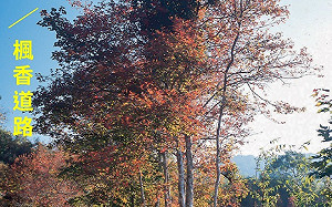 獨「嘉」體驗！12種限量行程讓你漫遊阿里山